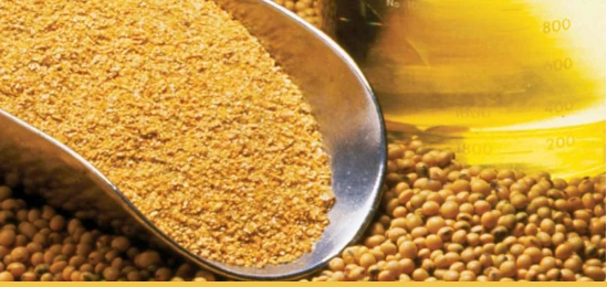 soybean meal